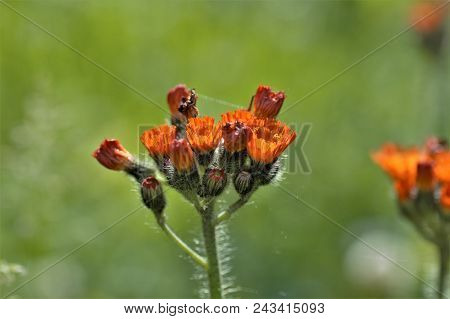 Orange Hawkweed Flowering In A British Lawn