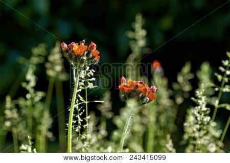 Orange Hawkweed Flowering In Uk Summer Lawn