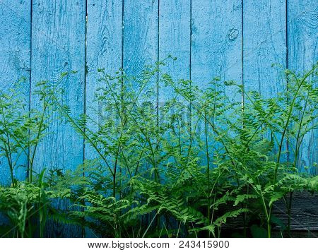 A Green Plant Against The Background Of An Old, Wooden, Shabby Wall With Rays Of The Sun.