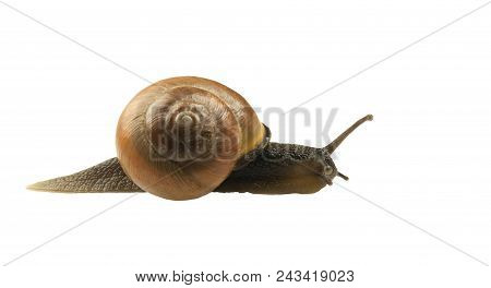 Forest Snail, Cepaea Nemoralis On A White Background