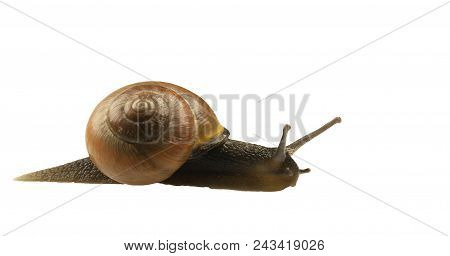 Forest Snail, Cepaea Nemoralis On A White Background