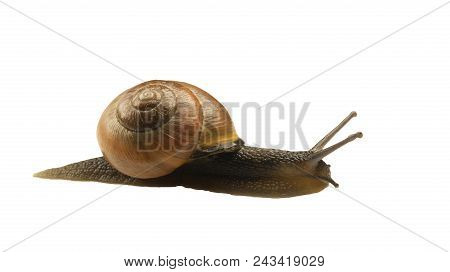 Forest Snail, Cepaea Nemoralis On A White Background