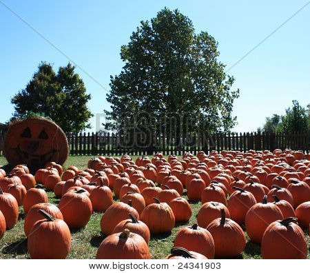Pumpkin patch