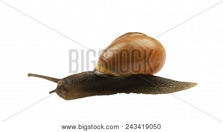 Forest Snail, Cepaea Nemoralis On A White Background