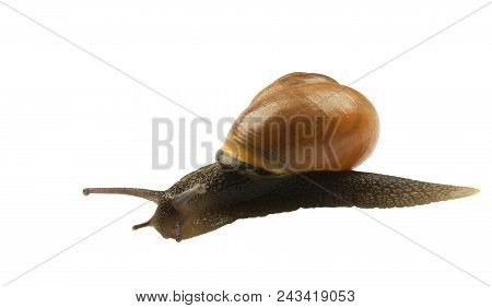 Forest Snail, Cepaea Nemoralis On A White Background