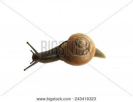 Forest Snail, Cepaea Nemoralis On A White Background