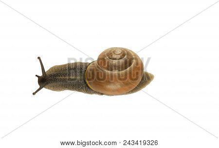 Forest Snail, Cepaea Nemoralis On A White Background