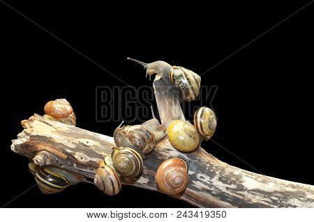 Group Forest Snail, Cepaea Nemoralis Sits On The Branch