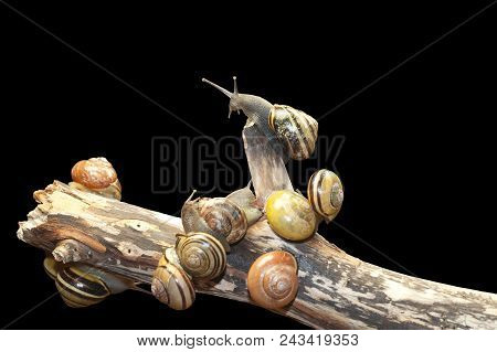 Group Forest Snail, Cepaea Nemoralis Sits On The Branch