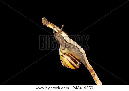 Striped Forest Snail, Cepaea Nemoralis Sits On The Branch