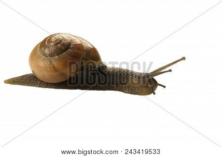 Forest Snail, Cepaea Nemoralis On A White Background