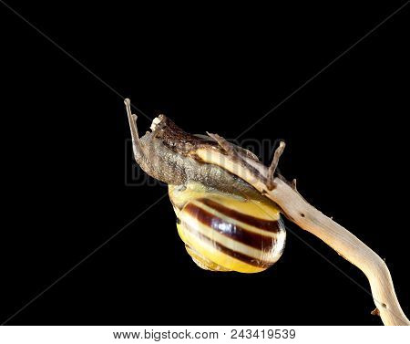 Striped Forest Snail, Cepaea Nemoralis Sits On The Branch