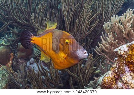 Coral Reef In Carbiiean Sea Whitespotted Filefish