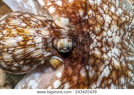 Caribbean Reef Octopus,octopus Briareus Is A Coral Reef Marine Animal.