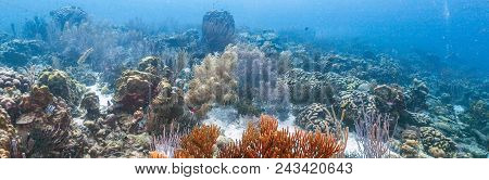Coral Reef In Carbiiean Sea Island Of Bonaire