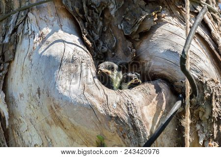 Close-up View Of The Two Small Titmouse Fledgelings Looking Out From The Hollow. Tree Where The Nest
