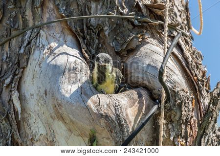 Close-up View Of The Small Titmouse Fledgeling Looking Out From The Hollow. Tree Where The Nest Is B