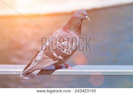 Pigeon Stands On A Fence Against The Backdrop Of A Lake, Dove On A Sunset Background