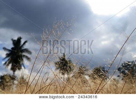 ทุ่งโปรงทองก่อนฝนมา