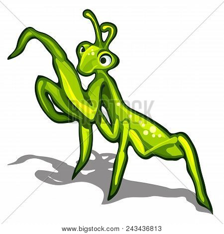 Beetle Praying Mantis Isolated On A White Background.