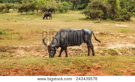 Wild Water Buffalo (bubalus Arnee) Feeding On A Grass. Yala National Park, Sri Lanka