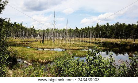 Swamp In Algonquin Park - Nature Bound Photography By Eric Fabian