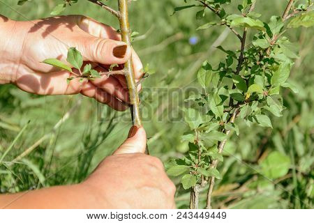 The Gardener Holds In The Hands Of A Pinch Of Fruit Tree 2018