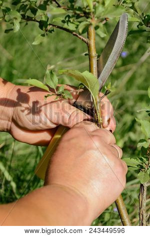 Oculization And Inoculation Of Fruit Tree In The Countryside 2018