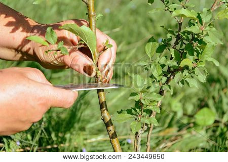 Oculization And Inoculation Of Fruit Tree In The Countryside 2018