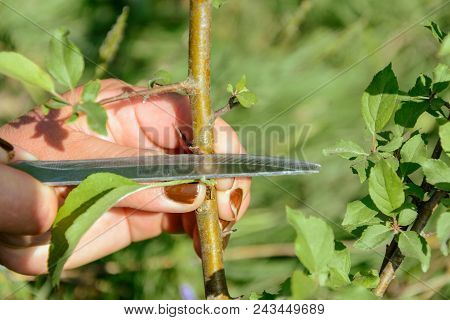 Oculization And Inoculation Of Fruit Tree In The Countryside 2018