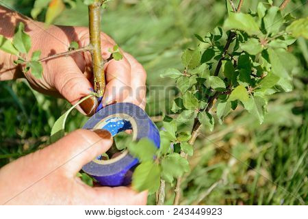 Gardener Wraps Grafted Place By Grafting Tape 2018
