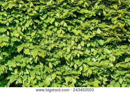 Green Hornbeam Hedgehog In The Spring Close Up 2018