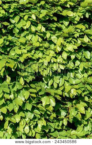 Green Hornbeam Hedgehog In The Spring Close Up 2018