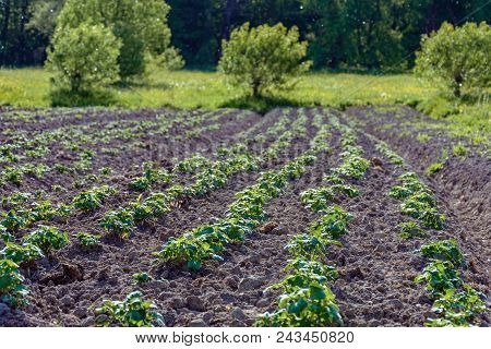 Potato Bushes On The Garden In The Village 2018