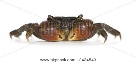 Bidens odzyskanych czerwony krab - Perisesarma