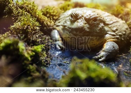 Big Toad Bull In The Terrarium, Near The Moss.
