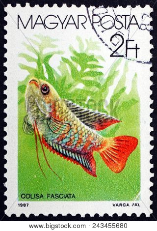 Hungary - Circa 1987: A Stamp Printed In Hungary Shows Banded Gourami, Colisa Fasciata, Tropical Sal