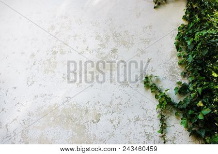 Ivy Leaves The Island On A Brick Wall White Background