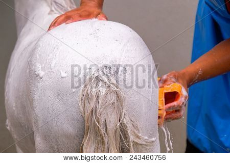 Horse Back Washing Farm In The Thailand