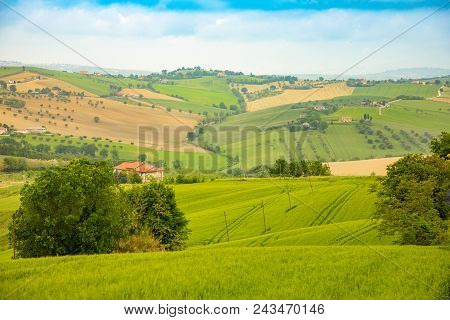 Rural Landscape At Summer Fields In Italian Province Of Ancona, Italy