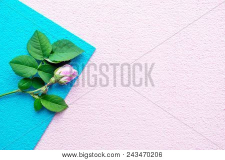 Pink Rose With Green Leaves On A Blue And Pink Asymmetrical Geometric Background. Hipster Trendy Min