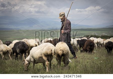 Areni, Armenia, 2nd June, 2018: Armenian Man Herding His Sheep In A Countryside
