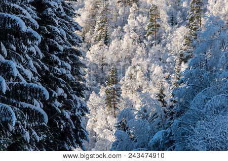 Forrest Snow Frozen Sunny Weather Halb Shaddow