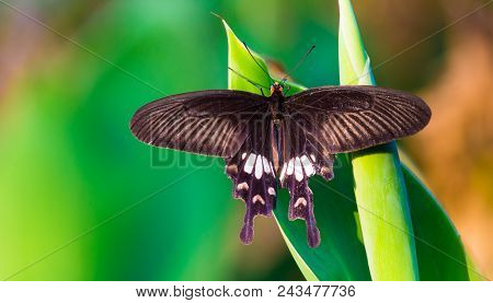 Papilio Polytes, The Common Mormon, Is A Common Species Of Swallowtail Butterfly Widely Distributed 