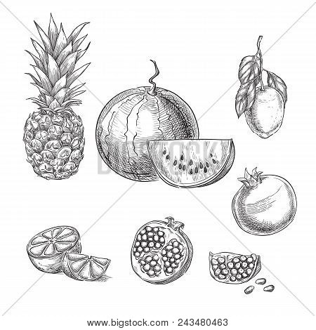 Tropical Fruits Sketch Vector Illustration. Pineapple, Lemon, Watermelon, Pomegranate Hand Drawn Des