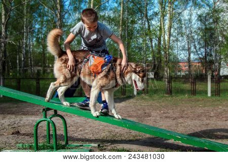 Cute Caucasian Boy Trains The Red Husky Dog To Walk On Teetertoter Swing. Siberian Husky Training Ag