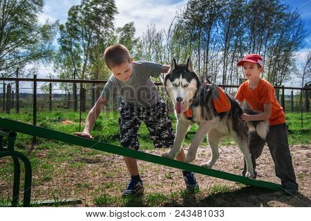 Cute Two Boy Trains The Husky Dog To Walk On Teetertoter Swing. Siberian Husky Training Agility On D
