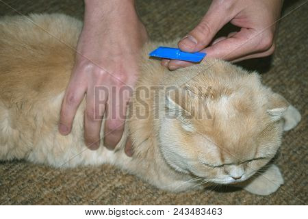 Flea Tick Drops In Blue Pack. The Owner Digs Adult Scottish Fold Cat Drops From Fleas.