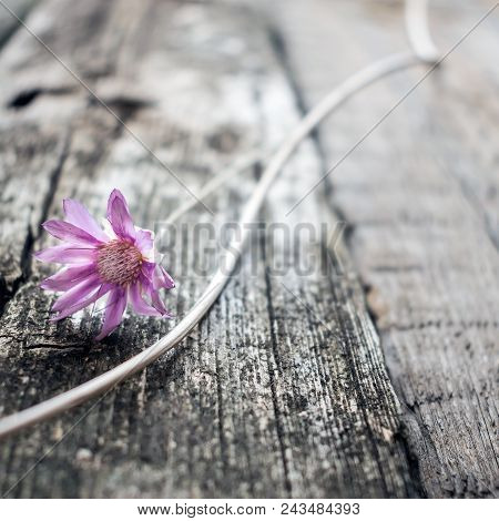 One Lilac Flower Xeranthemum On A Gray Wooden Texture Background Close Up. Wabi Sabi, Hygge Style. L