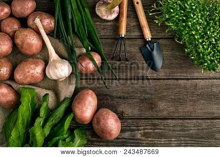 Gardening Tools And Fresh Vegetables Over Wooden Background. Potatoes, Garlic, Green Onions And Sorr